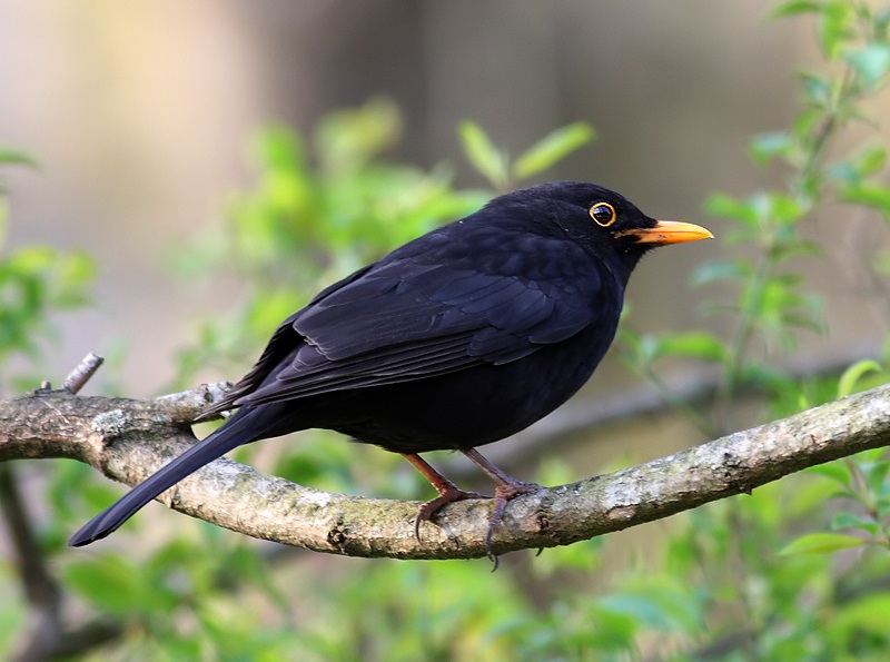 Karatavuk » Common Blackbird » Turdus merula