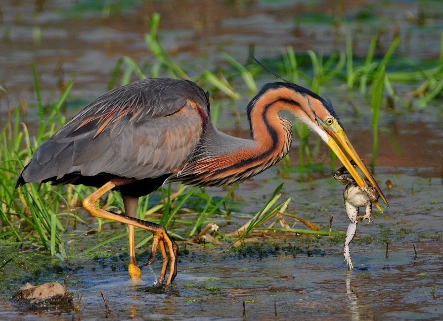 Erguvani balıkçıl » Purple Heron » Ardea purpurea