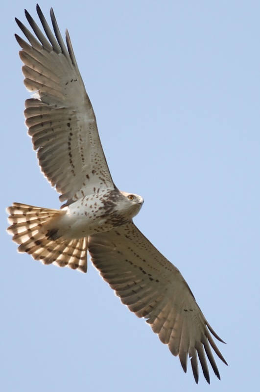 Yılan kartalı » Short-toed Snake Eagle » Circaetus gallicus