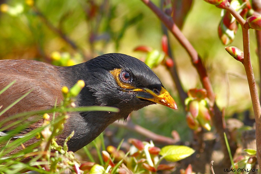 Çiğdeci » Common Myna » Acridotheres tristis
