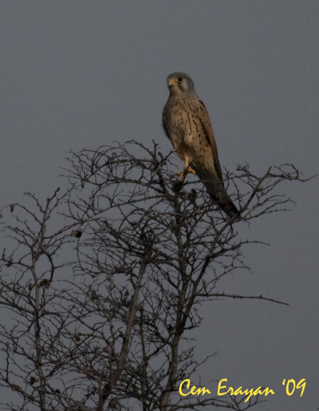 Kerkenez » Common Kestrel » Falco tinnunculus