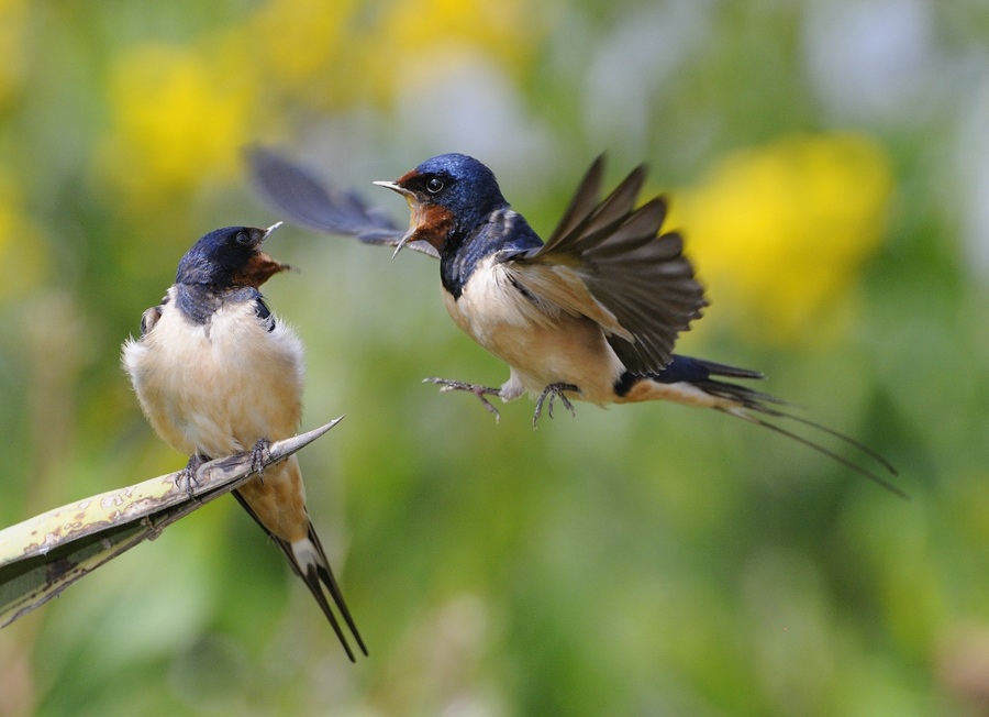 Kır kırlangıcı » Barn Swallow » Hirundo rustica