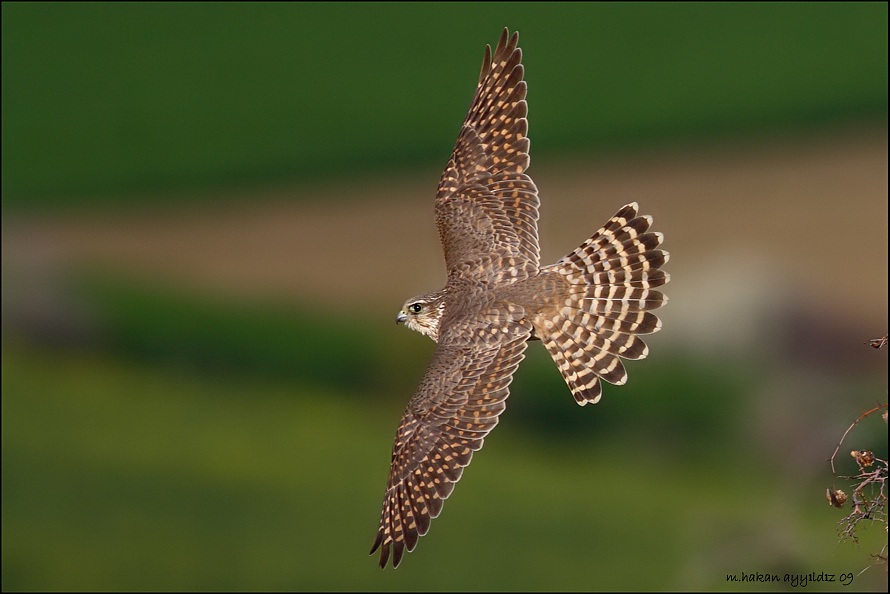 Boz doğan » Merlin » Falco columbarius