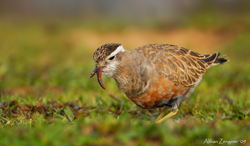 Dağ cılıbıtı » Eurasian Dotterel » Eudromias morinellus 