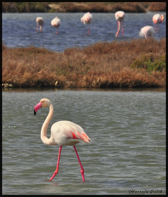 Flamingo » Greater Flamingo » Phoenicopterus roseus