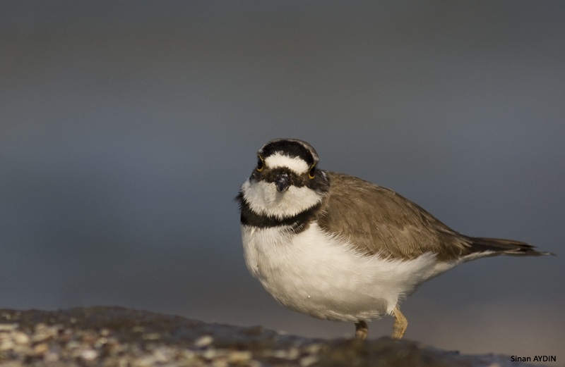 Halkalı küçük cılıbıt » Little Ringed Plover » Charadrius dubius