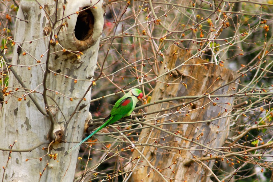 İskender papağanı » Alexandrine Parakeet » Psittacula eupatria