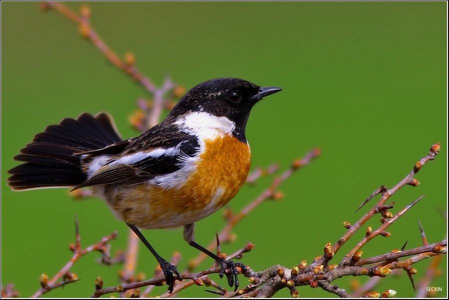 Taşkuşu » European Stonechat » Saxicola rubicola