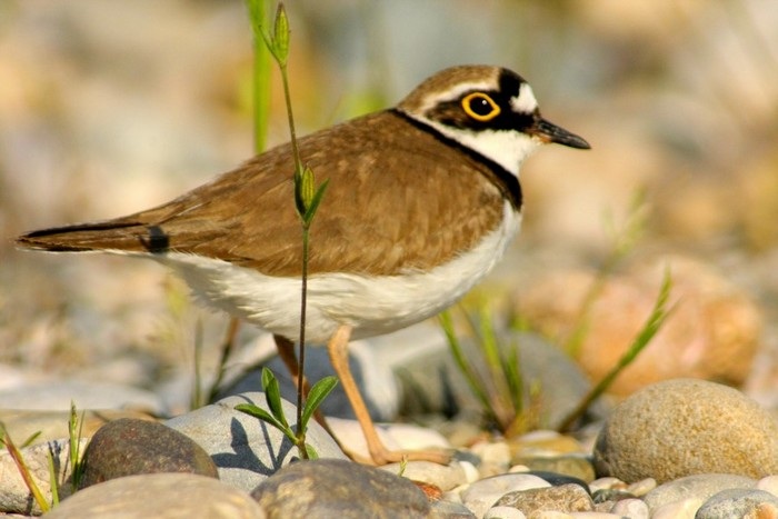 Halkalı küçük cılıbıt » Little Ringed Plover » Charadrius dubius