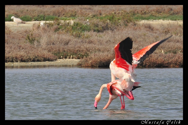 Flamingo » Greater Flamingo » Phoenicopterus roseus