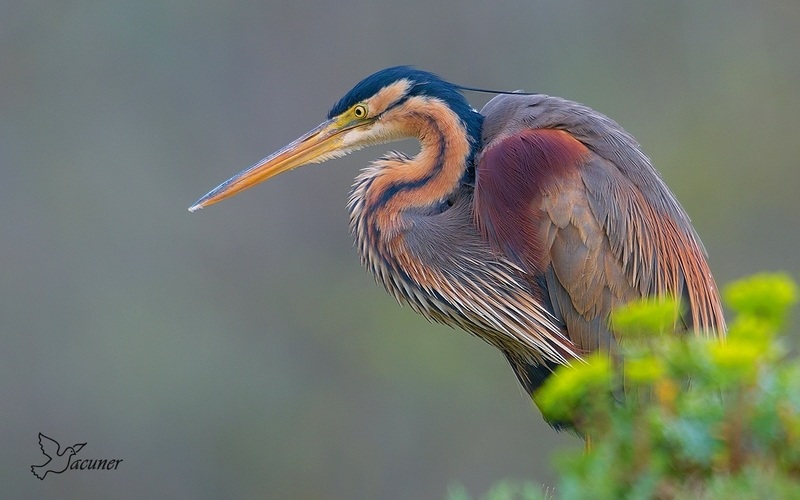 Erguvani balıkçıl » Purple Heron » Ardea purpurea