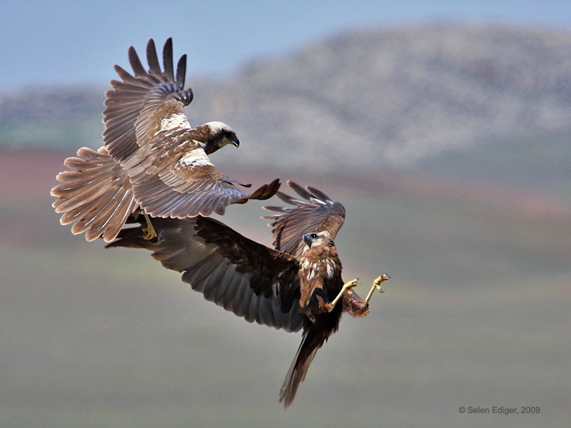 Saz delicesi » Western Marsh Harrier » Circus aeruginosus