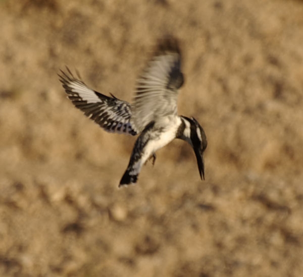 Alaca yalıçapkını » Pied Kingfisher » Ceryle rudis