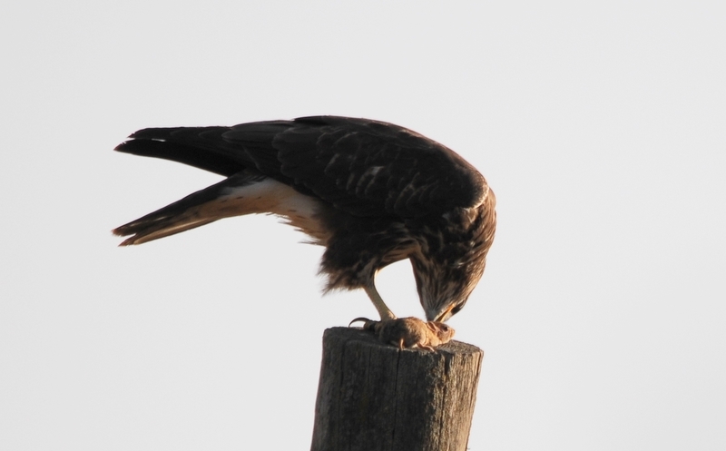 Şahin » Common Buzzard » Buteo buteo