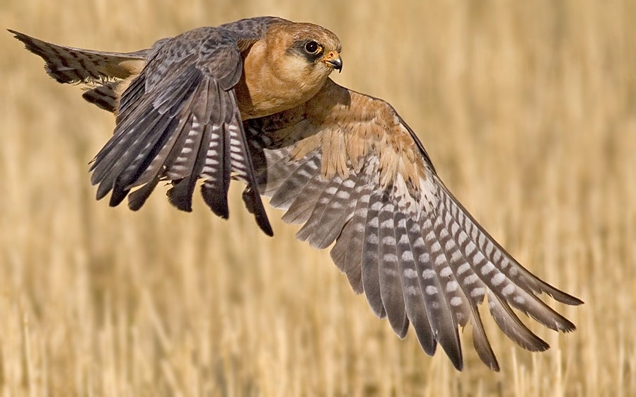 Ala doğan » Red-footed Falcon » Falco vespertinus
