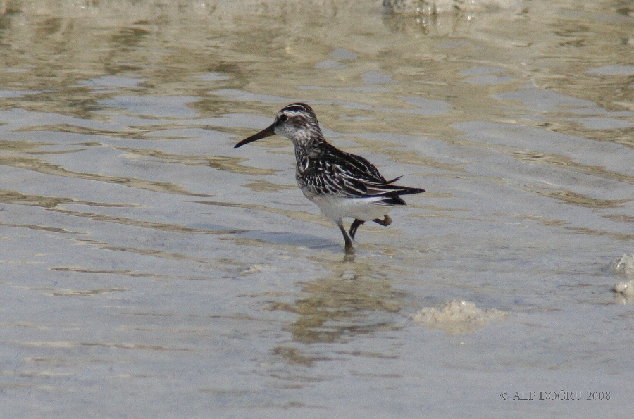 Sürmeli kumkuşu » Broad-billed Sandpiper » Limicola falcinellus