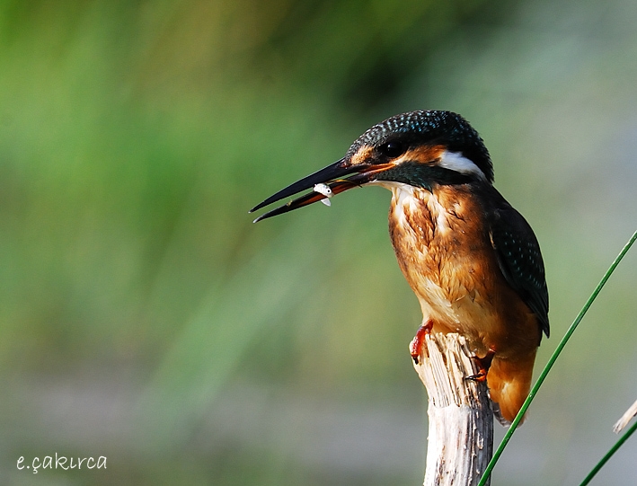 Yalıçapkını » Common Kingfisher » Alcedo atthis