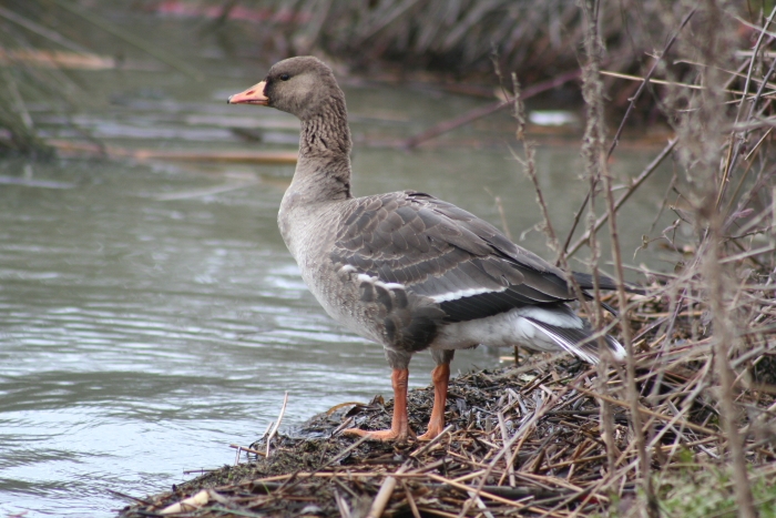 Sakarca » Greater White-fronted Goose » Anser albifrons