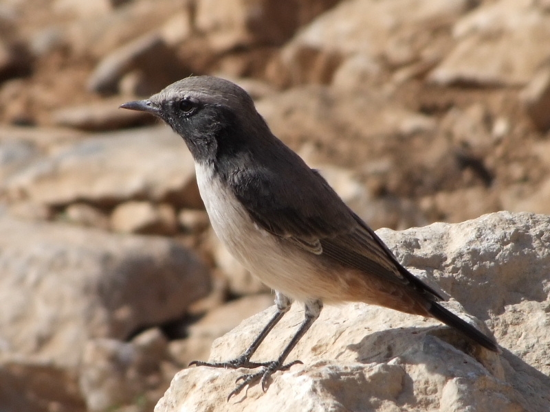 Kızılca kuyrukkakan » Red-tailed Wheatear » Oenanthe xanthoprymna