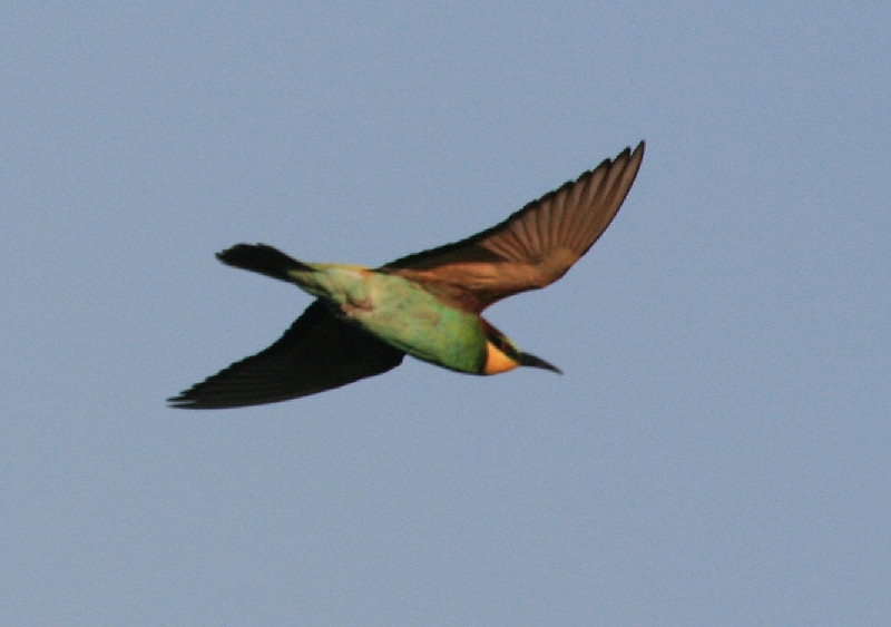 Arıkuşu » European Bee-eater » Merops apiaster