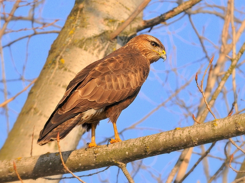 Şahin » Common Buzzard » Buteo buteo