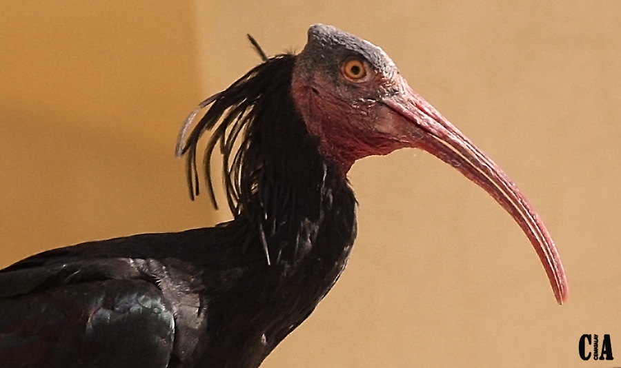 Kelaynak » Northern Bald Ibis » Geronticus eremita