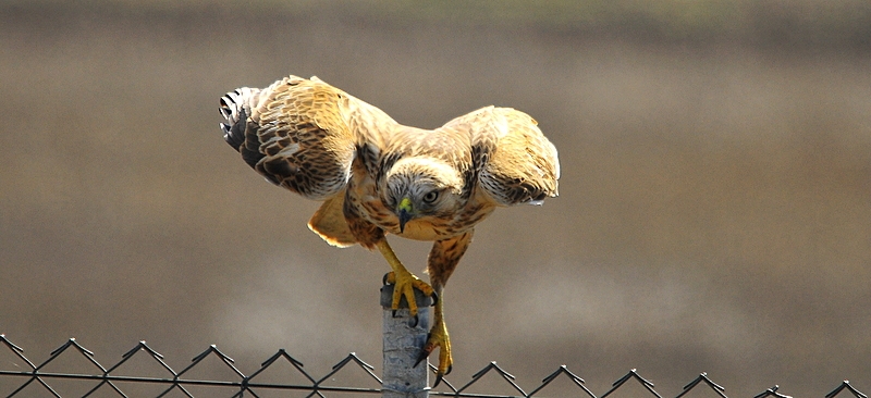 Kızıl şahin » Long-legged Buzzard » Buteo rufinus