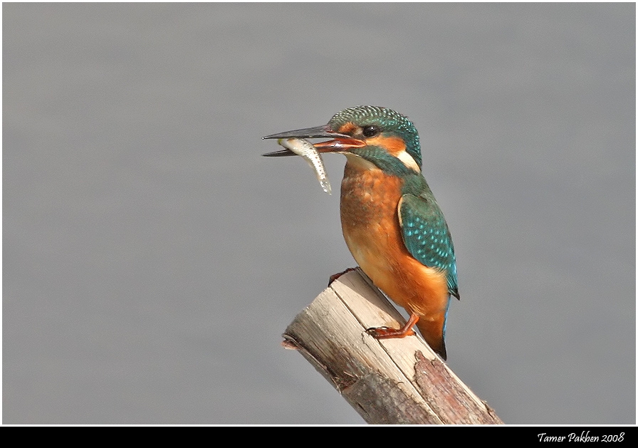 Yalıçapkını » Common Kingfisher » Alcedo atthis