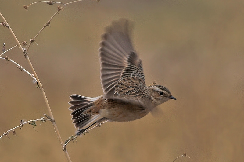 Çayır taşkuşu » Whinchat » Saxicola rubetra