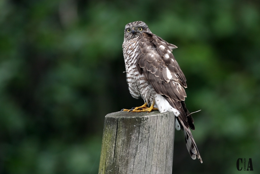 Atmaca » Eurasian Sparrowhawk » Accipiter nisus