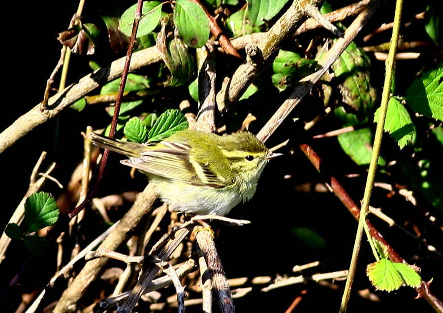 Sarıkaşlı çıvgın » Yellow-browed Warbler » Phylloscopus inornatus
