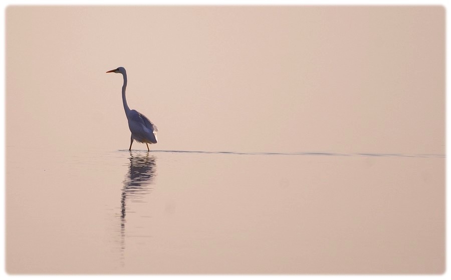 Büyük ak balıkçıl » Great Egret » Ardea alba