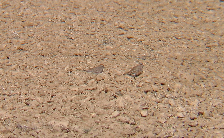 Dağ cılıbıtı » Eurasian Dotterel » Eudromias morinellus 