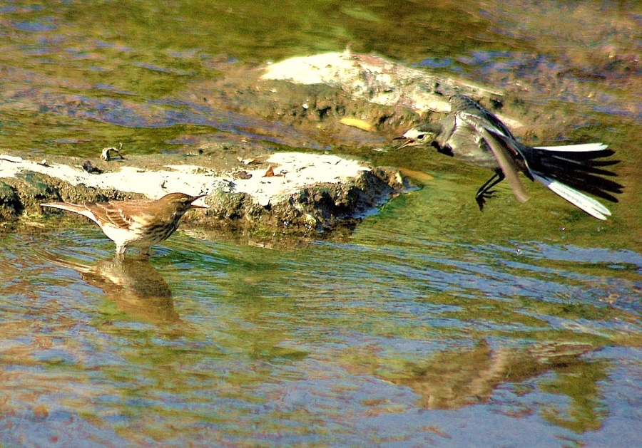 Ak kuyruksallayan » White Wagtail » Motacilla alba