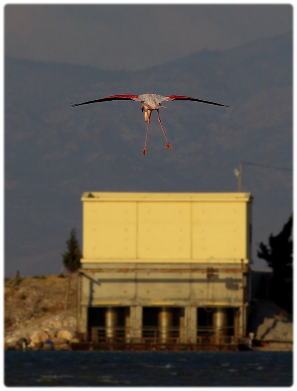 Flamingo » Greater Flamingo » Phoenicopterus roseus