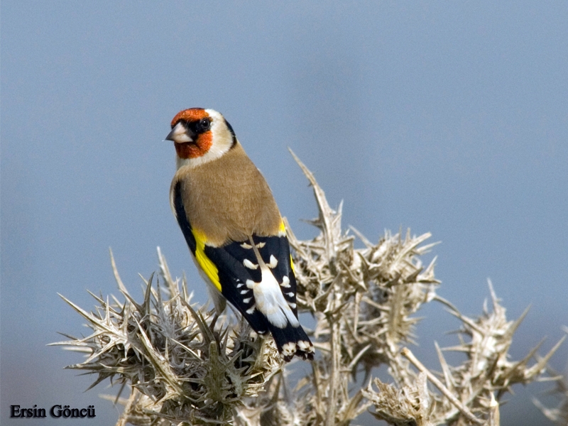 Saka » European Goldfinch » Carduelis carduelis