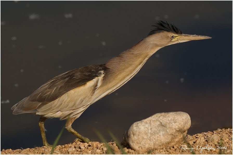 Küçük balaban » Little Bittern » Botaurus minutus