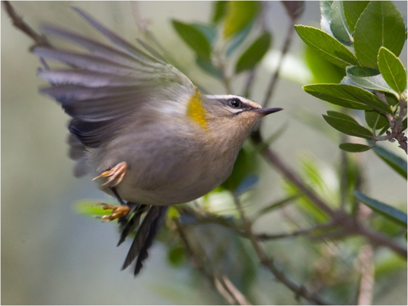 Sürmeli çalıkuşu » Common Firecrest » Regulus ignicapilla