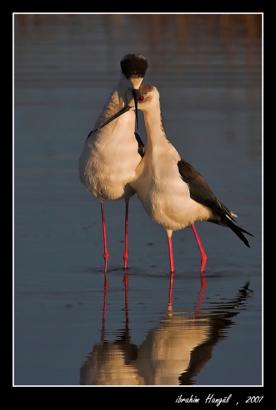 Uzunbacak » Black-winged Stilt » Himantopus himantopus