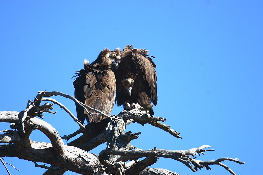 Kara akbaba » Cinereous Vulture » Aegypius monachus