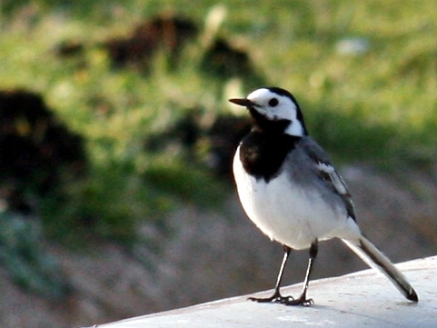 Ak kuyruksallayan » White Wagtail » Motacilla alba