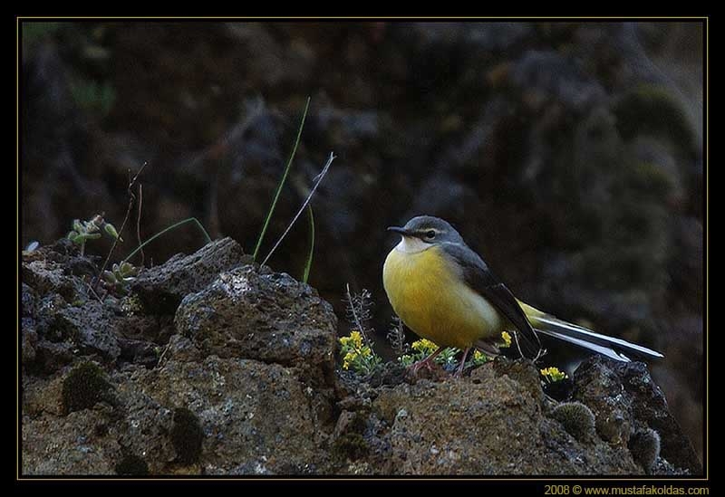 Dağ kuyruksallayanı » Grey Wagtail » Motacilla cinerea