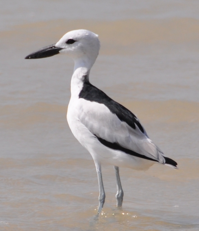 Yengeç yağmurcunu » Crab-plover » Dromas ardeola