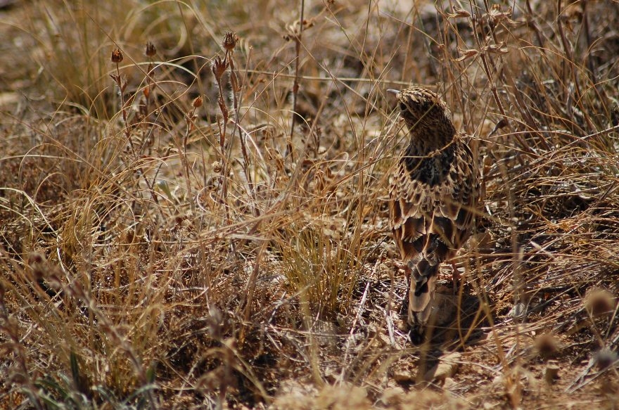 Tarlakuşu » Eurasian Skylark » Alauda arvensis