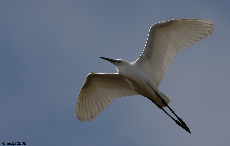 Küçük ak balıkçıl » Little Egret » Egretta garzetta