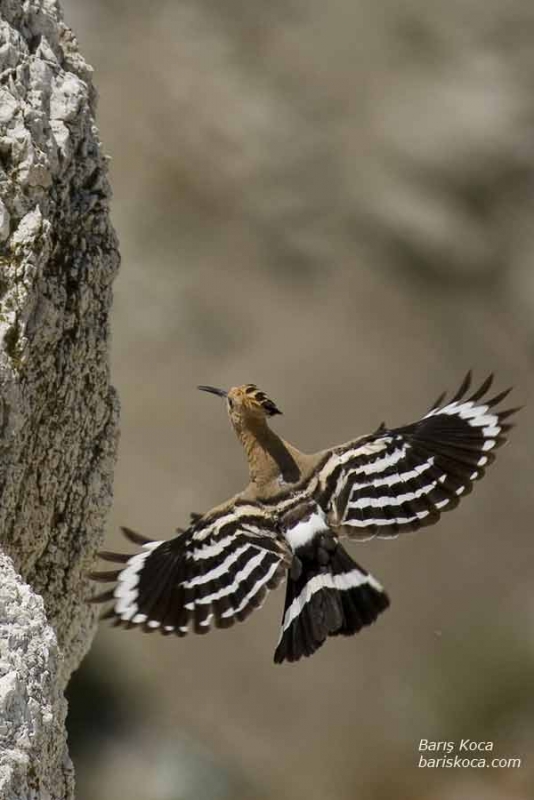 İbibik » Eurasian Hoopoe » Upupa epops