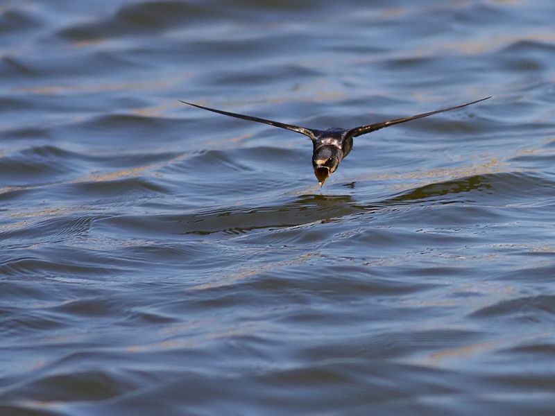 Kır kırlangıcı » Barn Swallow » Hirundo rustica
