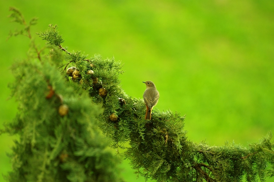 Kara kızılkuyruk » Black Redstart » Phoenicurus ochruros
