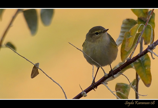 Çıvgın » Common Chiffchaff » Phylloscopus collybita