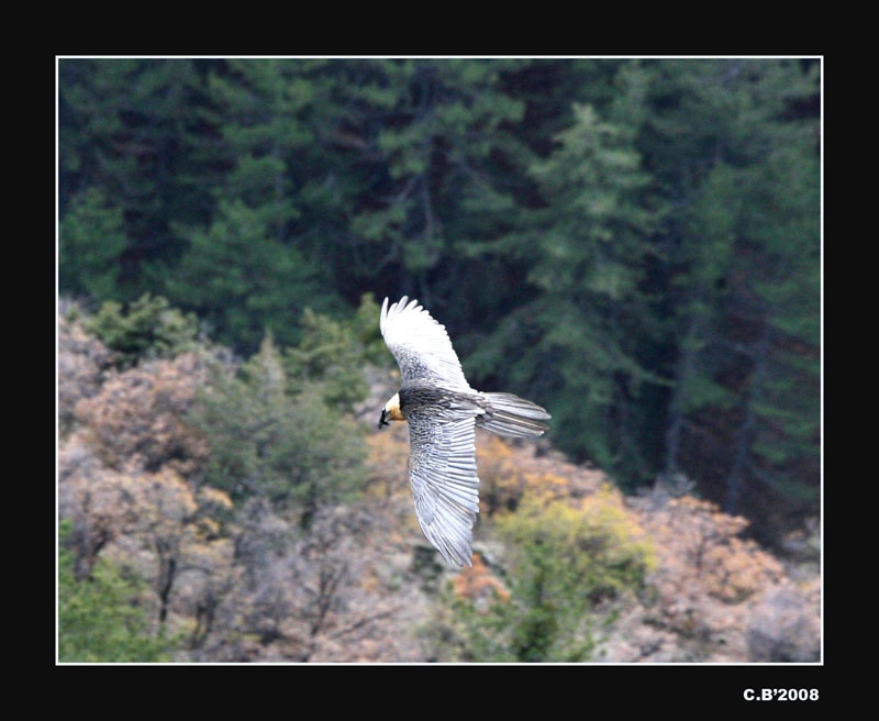 Sakallı akbaba » Bearded Vulture » Gypaetus barbatus